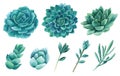 Watercolor succulents vector clip art. Green cactus clipart