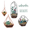 Watercolor succulents on white isolated background