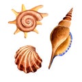 Watercolor summer beach seashell tropical elements, underwater creatures.