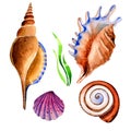 Watercolor summer beach seashell tropical elements, underwater creatures.