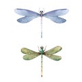 Watercolor summer dragonfly insect colourful illustrations set