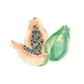 Watercolor summer exotic fruits papaya. Hand painted tropical illustartion for the template, stories hightlights design. Royalty Free Stock Photo