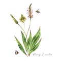 Watercolor summer meadow flowers, plantago wildflowers