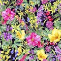 Watercolor summer medicinal floral seamless pattern, Wild flowers plant Royalty Free Stock Photo