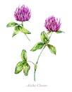 Watercolor summer medicinal flowers, Alsike Clover plant