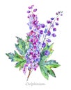 Watercolor summer medicinal flowers, Delphinium plant