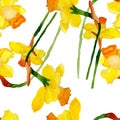Watercolor summer narcissus flower