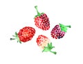 Watercolor summer raspberry