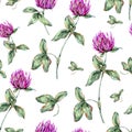 Watercolor summer seamless pattern of medicinal flowers, Alsike Clover plant