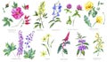 Watercolor summer set of medicinal flowers, Botany collection