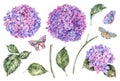 Watercolor Summer Set Of Pink Flowers Hydrangea, Leaves, Buds And Butterflies