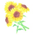 A watercolor sunflower bouquet State flower of the US state of Kansas Royalty Free Stock Photo