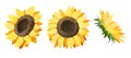 Watercolor sunflower bud clipart. Yellow flowers clip art set