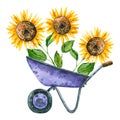 Watercolor sunflower in garden cart. Hand drawn illustration is isolated on white. Garden composition Royalty Free Stock Photo