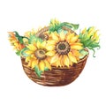 Watercolor Sunflower with with green leaves in wicker basket. Helianthus on white background. Watercolour yellow flower.