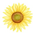 Watercolor sunflower. Hand painted bright yellow flower head isolated on white background. Blooming plant drawing for Royalty Free Stock Photo
