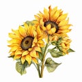 Watercolor sunflower hand painted illustration, perfect for wedding invitation, greeting card, fabric, textile