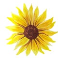 Watercolor sunflower hand painted illustration, watercolour sunflower isolated on white background. Watercolor floral. Botanical