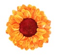 Watercolor sunflower head, isolated on a white background