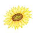 Watercolor sunflower illustration. Hand painted bright yellow flower head isolated on white background. Blooming plant Royalty Free Stock Photo