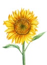 Watercolor sunflower, isolated white background, botanical painting. Greeting card Royalty Free Stock Photo