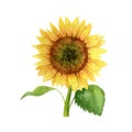 Watercolor sunflower isolated on white background. Hand drawn clipart.