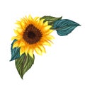 Watercolor Sunflower isolated on white background. Yellow flower Royalty Free Stock Photo