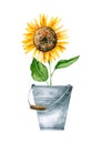 Watercolor sunflower in metal bucket. Hand drawn illustration is isolated on white. Garden composition Royalty Free Stock Photo