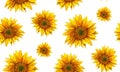 Watercolor Sunflower . Rustic pattern