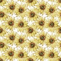 Watercolor sunflower seamless pattern. Hand-drawn botanical illustration. Royalty Free Stock Photo