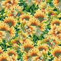 Watercolor sunflower in a seamless pattern Royalty Free Stock Photo