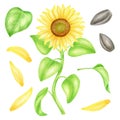 Watercolor sunflower set. Hand drawn blooming yellow flower, leaves, petals and black oil seeds isolated on white Royalty Free Stock Photo