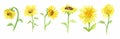 Watercolor sunflower set. Royalty Free Stock Photo