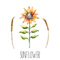 Watercolor sunflower and spica.