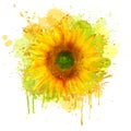 Watercolor sunflower. Vector Royalty Free Stock Photo