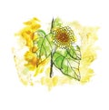 Watercolor sunflower, vector illustration Royalty Free Stock Photo