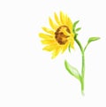 watercolor sunflower. Royalty Free Stock Photo