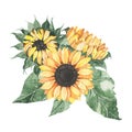 Watercolor sunflowers bouquet with green leaves isolated