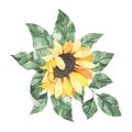 Watercolor sunflowers bouquet with green leaves isolated