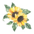 Watercolor sunflowers bouquet with green leaves isolated