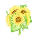 Watercolor sunflowers bouquet illustration. Hand painted bunch of bright yellow flowers with leaves isolated on white Royalty Free Stock Photo