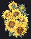 Watercolor sunflowers flowers summer vintage bouquet. Natural yellow floral greeting card Royalty Free Stock Photo