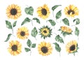 Watercolor sunflowers with green leaves isolated on white background
