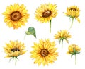 Watercolor Sunflowers, Hand Painted Sunflowers Ilustration with Watercolours
