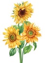 Watercolor Sunflowers on an isolated white background, watercolor botanical painting, bouquet of yellow flowers Royalty Free Stock Photo