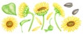 Watercolor sunflowers set. Hand painted bright yellow flowers, leaves, sunflower seeds and petals isolated on white Royalty Free Stock Photo