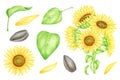 Watercolor sunflowers set. Hand painted yellow flower bouquet, leaves, sunflower seeds and petals isolated on white Royalty Free Stock Photo