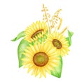 Watercolor sunflowers with spikelets and leaves, hand drawn illustration. Fall floral arrangement. Bunch of yellow Royalty Free Stock Photo