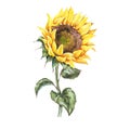 Watercolor sunflowers summer vintage flowers . Natural yellow floral greeting card