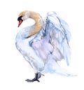 Watercolor swan  bird animal Royalty Free Stock Photo